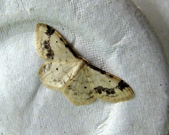 treble brown spot